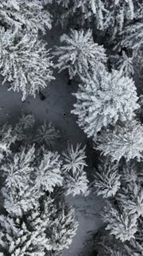 Aerial View of a Snowcovered Forest Showcasing a Breathtaking Winter Wonderland Landscape