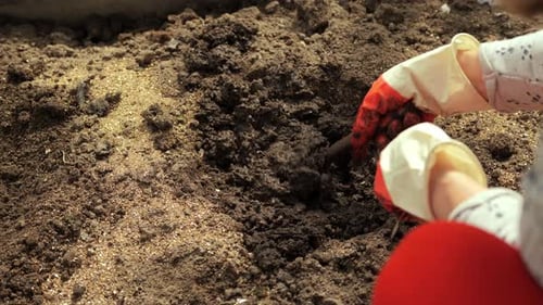 Gardening Fork Digging into Soil Preparation for Planting