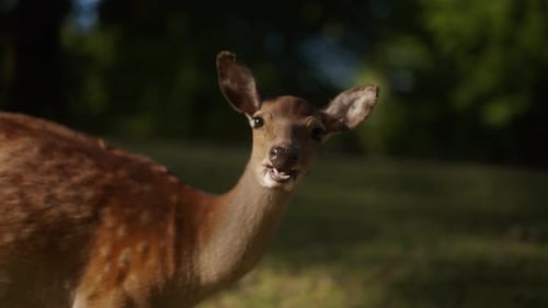 Spotted Sika Deer Stares at Camera