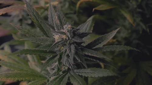 Marijuana cannabis hemp plant mature dark green ready to harvest THC CBD DIY medical home growing