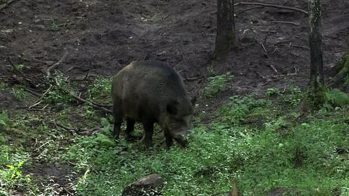 Wild Boar in the Forest Smells and Eats Bush Shoots
