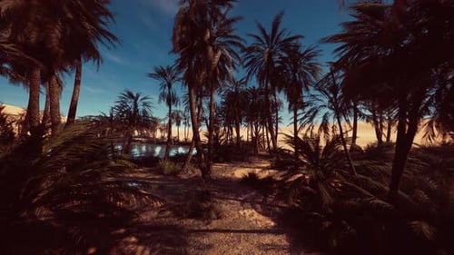 Serene Tropical Scene with Reflective Lagoon and Palm Shadows