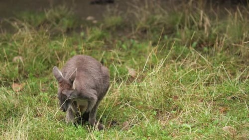Nettes neugieriges braunes australisches Känguru weidet auf einer grünen Wiese, Teleobjektiv