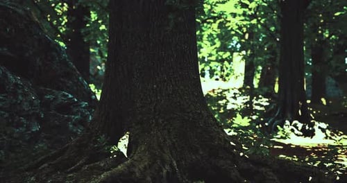 Majestic Tree Roots Emerge From the Forest Floor Under Dappled Sunlight