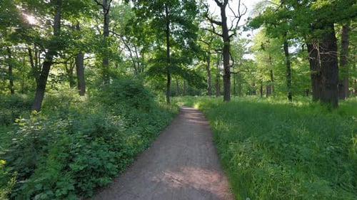 Walk in the summer forest. The rays of the sun break through the branches of trees. Green grass