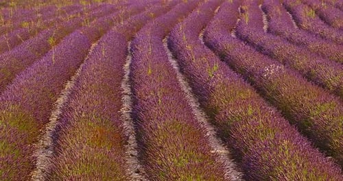 Aerial View of Lavender Field in Provence France Blooming Violet Fragrant Lavender Flowers at Sunset