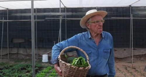 Senior farmer smiling while picking cabbage inside rural USA greenhouse