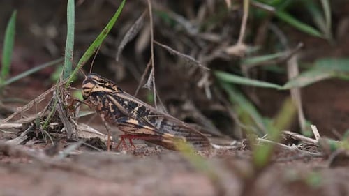 Grasshopper, Caelifera. Phu Khiao Wildlife Sanctuary, Thailand; seen in between grass resting then i