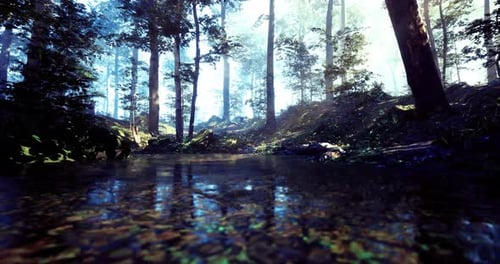 Tranquil Forest Landscape with Reflections in Clear Water During Daytime