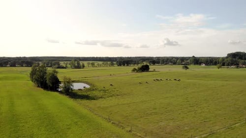 Aerial shot. View over green pasture, cows walking on green grass, in the middle there is a small wa