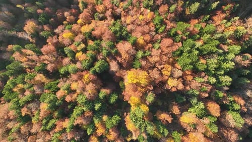 Autumn forest in the mountains