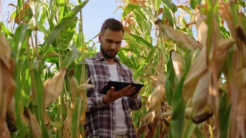 Yong Farmer Agronomist in the Corn Field and Examining Crops with Tablet Before Harvesting