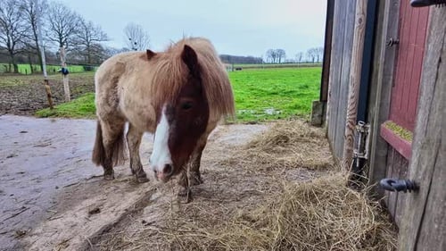 Bred and bright brown colored pony eating hay alone in an open barn, France.