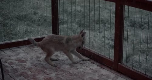 Wolf pup playing in the snow for the first time.
