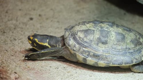 Un gros plan d'une tortue gracieuse met en valeur sa carapace et ses mouvements lents