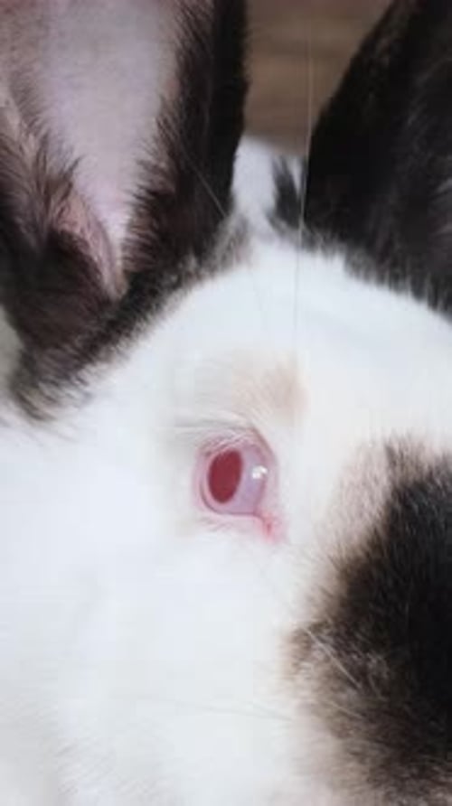 Close Up of a Black and White Rabbit with Red Eyes