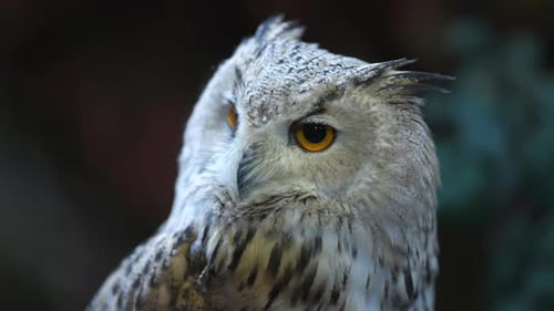 Nahaufnahme einer schönen weißen eurasischen Uhu (Budo Budo), die ihren Kopf dreht und mit einem Auge blinzelt t