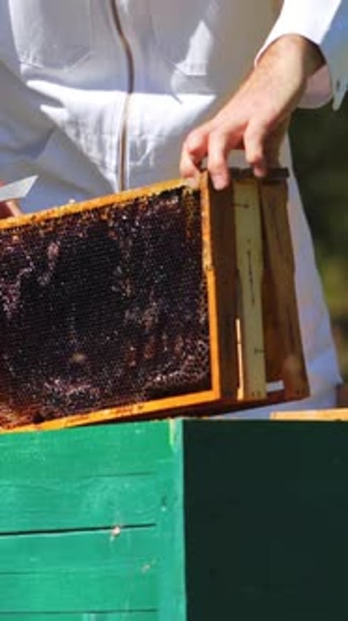 Beekeeper Inspecting Honeycomb Frames in Rural Apiary