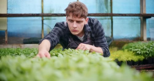 Young Adult Gardening in a Greenhouse