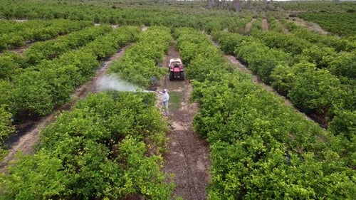 Spraying Trees in Orchard from Aerial View