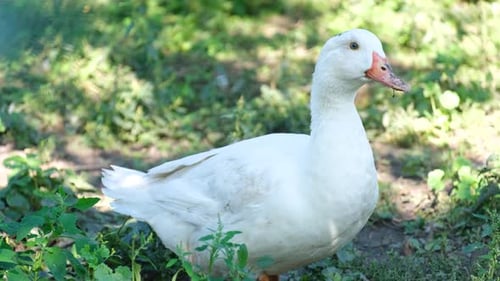 A Large White Duck on a Background of Green Grass