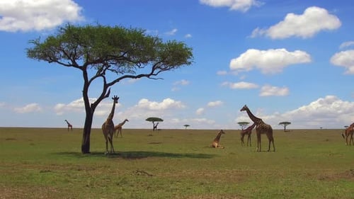 Giraffes graze savanna landscape beneath acacia tree