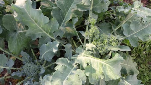 Fresh Green Broccoli Heads Growing in a Garden Under Daylight