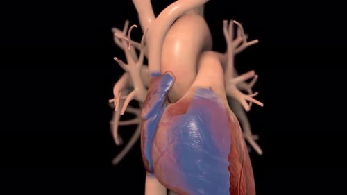 Realistic 3D Human Heart Anatomy with Circulatory System Animation