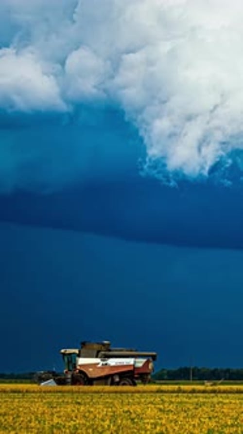 Vertical timelapse video of a beautiful field of yellow flowers with an agricultural harvesting trac