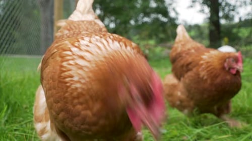 Close up of free range chicken walking towards camera in grassy enclosure