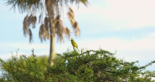 Yellow Cardinal (Gubernatrix cristatus) in its wild natural environment.