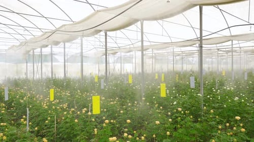 Rows of Roses Growing Inside Greenhouse