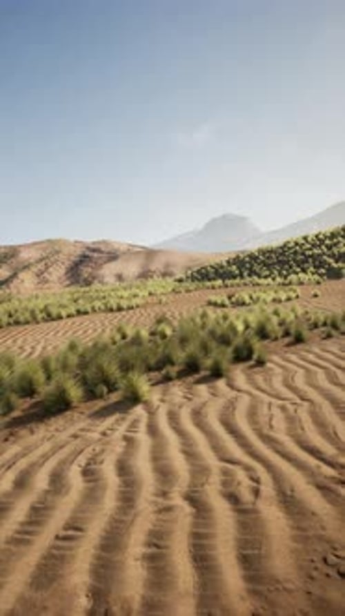Dirt Field With Trees and Mountains