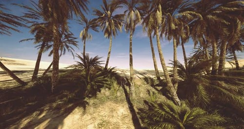 Beautiful Palm Trees Under Clear Blue Skies in a Serene Desert Landscape