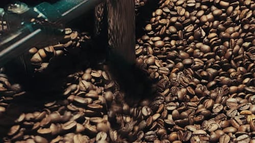 Roasted Coffee Beans Tumbling in Roasting Machine
