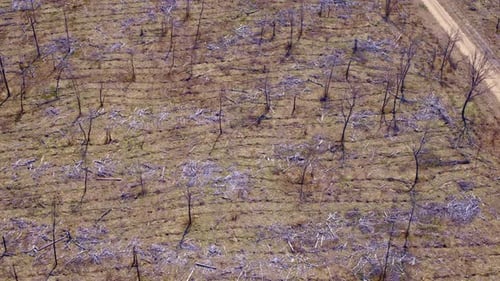 Aerial View of Deforested Rural Landscape with Bare Trees