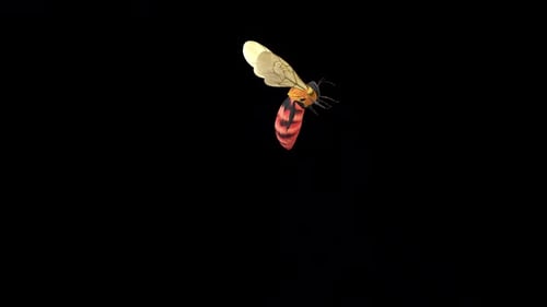 Bombus Dahlbomii Insect Fly