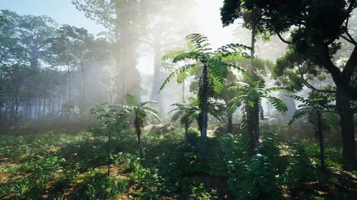 The Beautiful Scene of Tropical Rain Forest