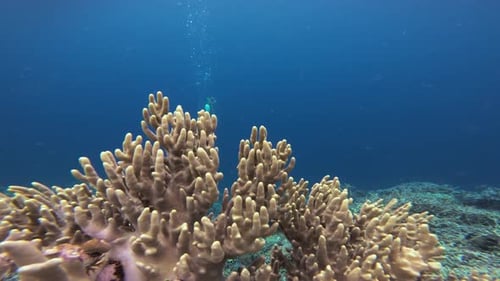 Scuba Diver Swimming Above Colorful Coral Reef