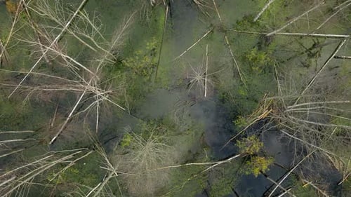 Sumpf, wunderschöner Fluss, tropischer Dschungel, Luft, grüner Wald, Reisen, Wasser