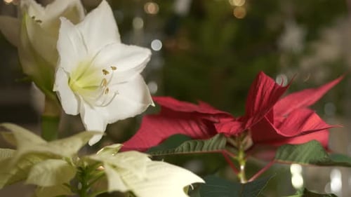 Red and white Christmas star plants with decorated tree in background. Close up