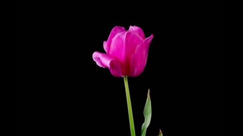 Pink Tulip Blooming on Black Background in Time Lapse