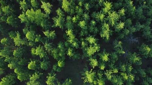 Above View of Crowns of Green Trees Outdoors Irrl