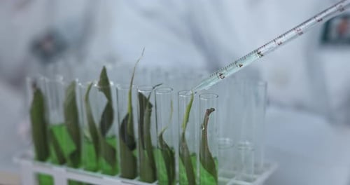 Scientist, pipette and test tube for plant research, ecology investigation