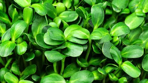 Fresh Green Sprouts Growing Close Up