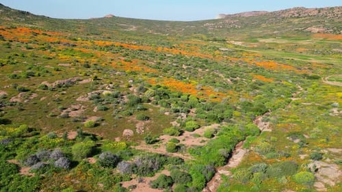 Aerial view of the spectacular colorful annual wildflowers of Namaqualand, Northern Cape, South Afri