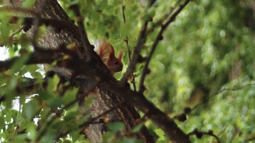 Squirrel Perched on Tree Branch in Forest