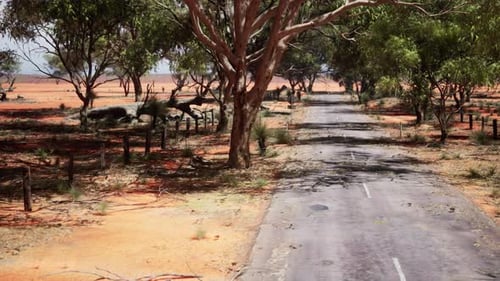 Eucalyptus Forest Plantation and Empty Highway in Brazil