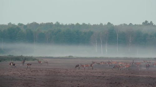 Herd of Deer Grazing in Misty Rural Landscape
