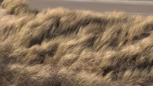Waving grass in dunes lighting by sunlight during stormy and sunny day. Sandy beach in background. S